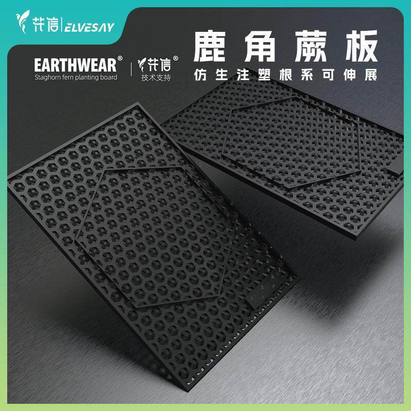 鹿角蕨板附生植物壁挂板花信图片