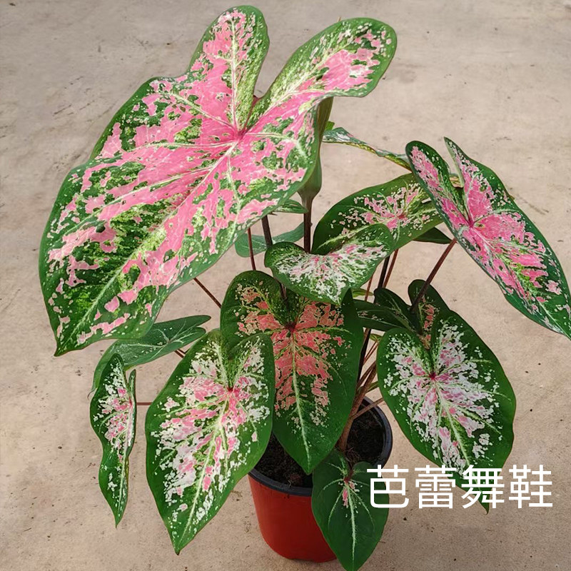 花信彩叶芋种球芭蕾舞鞋安妮红桃A海王婚纱炸街必抢尖货艳压群芳图片