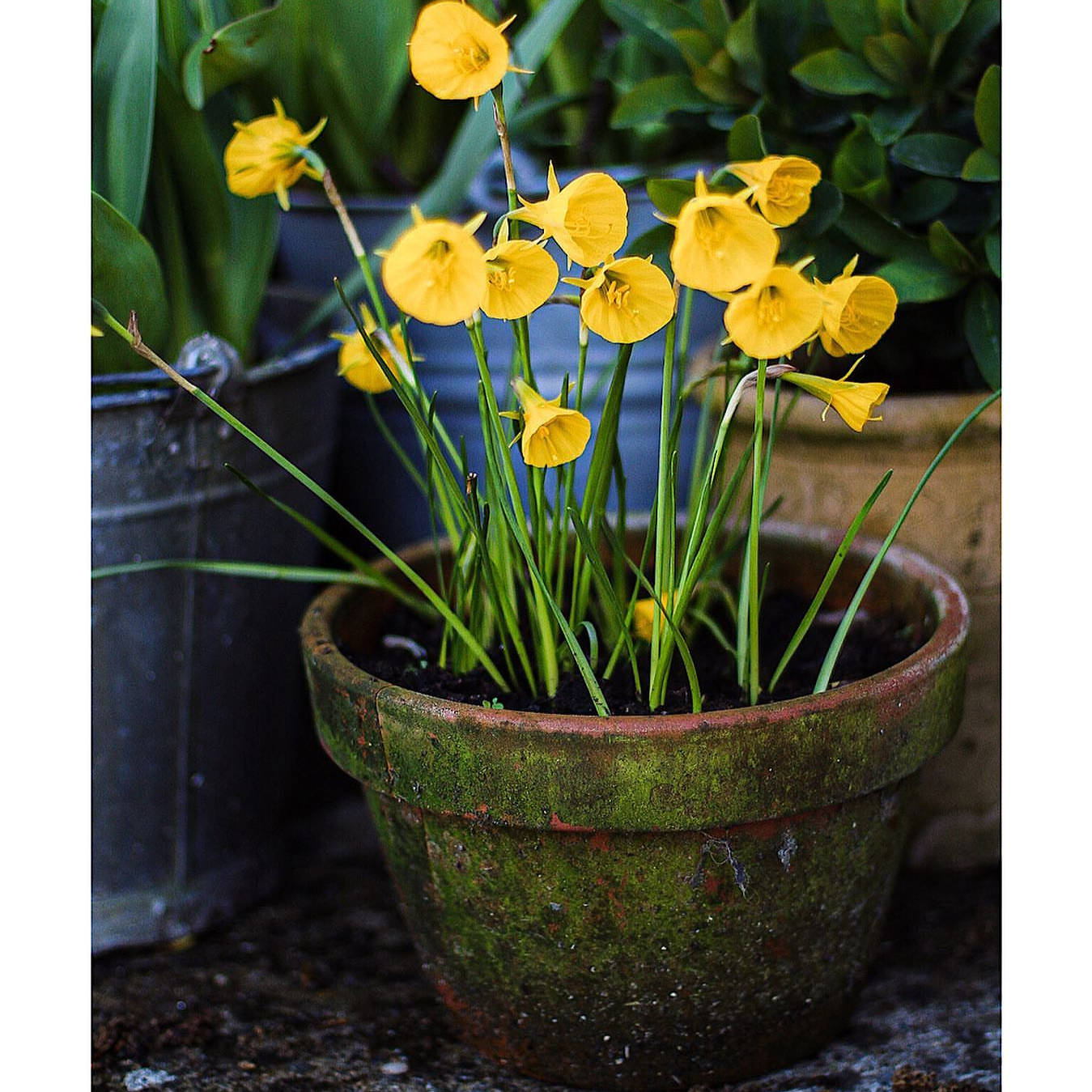 围裙水仙种球婚纱种球