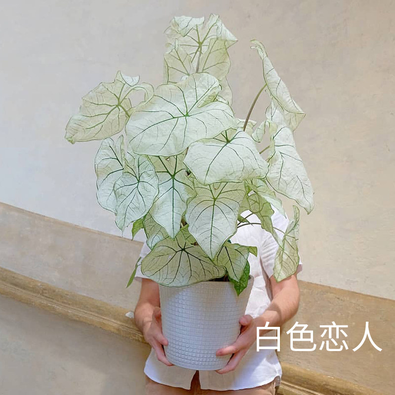 花信彩叶芋种球白色恋人安妮红桃A海王婚纱炸街必抢尖货艳压群芳图片
