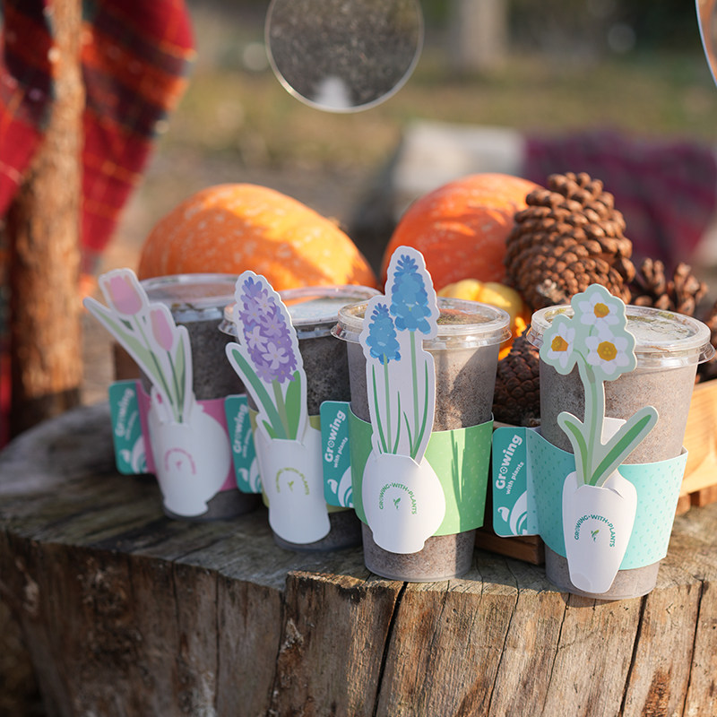 花信种球种植套装荷兰进口球办公室多年生花卉儿童种植好养小盆栽