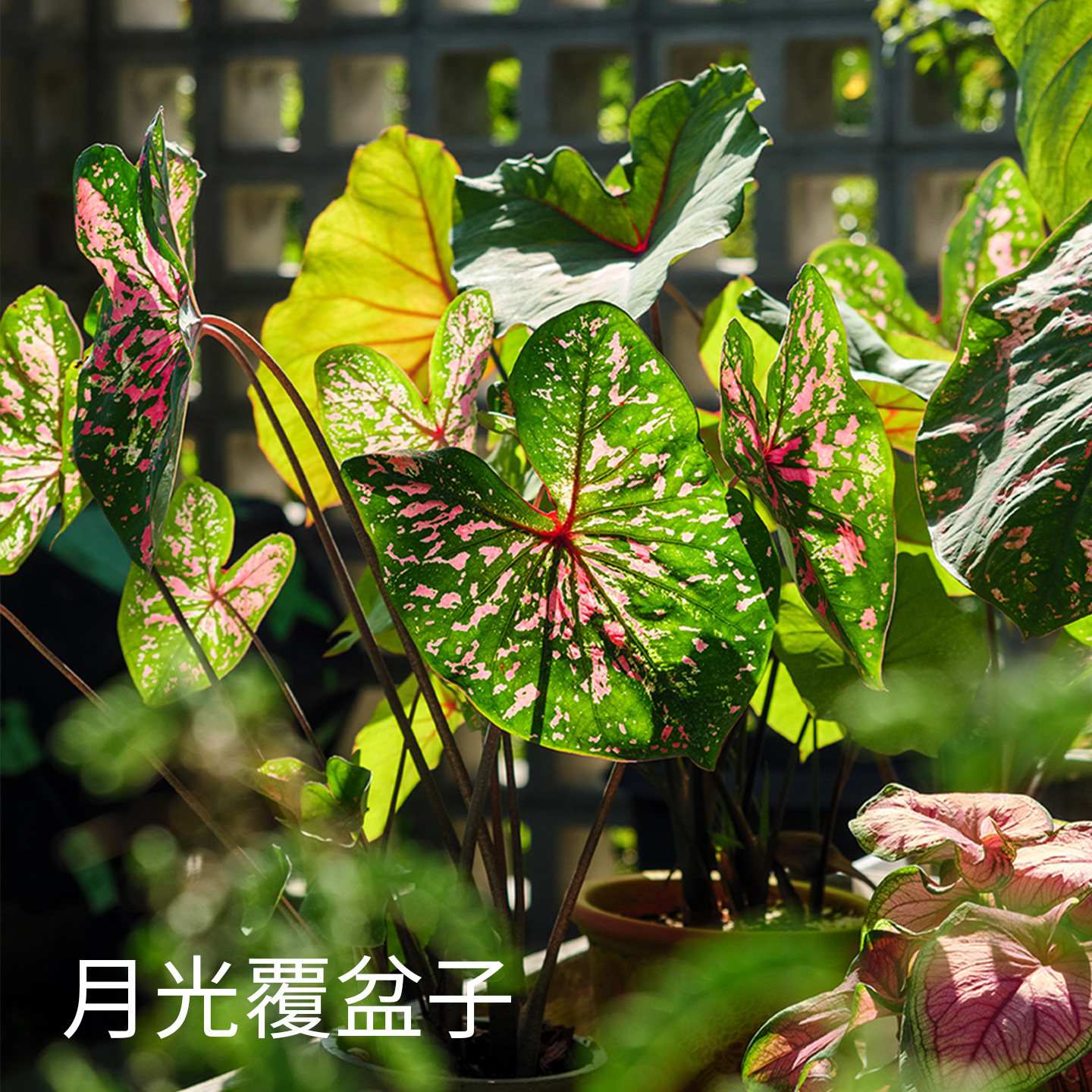 花信彩叶芋种球月光覆盆子安妮红桃A海王炸街必抢尖货艳压群芳图片