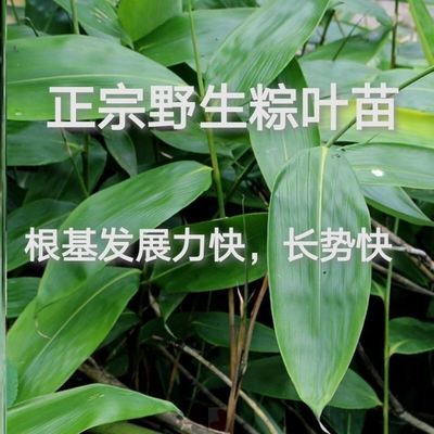 粽子叶树苗现挖绿植浓香空气竹子大叶免邮竹苗苗子四季青植物观赏