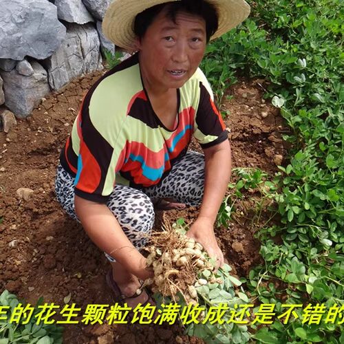 2025带壳生花生新鲜晒干红米新货