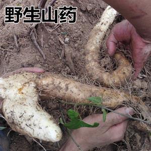 野生山药新鲜 神农架自挖正宗野生淮山药炖汤食材4斤包邮