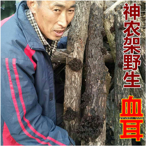 神农架 血耳深山采摘菌类蘑菇搭配皂角米血耳莲子羹血色木耳50g