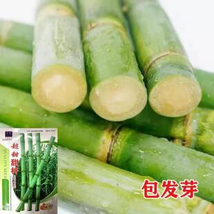 香甜甘蔗种子耐热超甜薄皮青皮甘甜多汁超长优质甜高粱四季播种