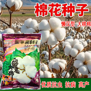 如意国审668棉花种子 结铃性强抗虫棉花籽农用抗病高产大田用棉籽