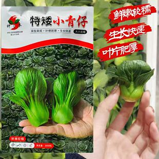 优质蔬菜瓜果四季青菜种子神禾特矮小青仔青菜种籽盆栽地里种高产