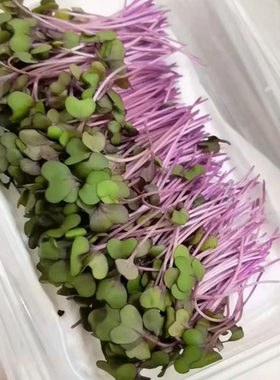苜蓿芽籽兰花芽苗种子素食西餐