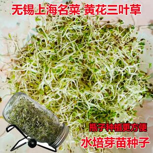 水培芽苗菜金花菜种子上海无锡大叶三叶草芽苗种籽室内四季可种植