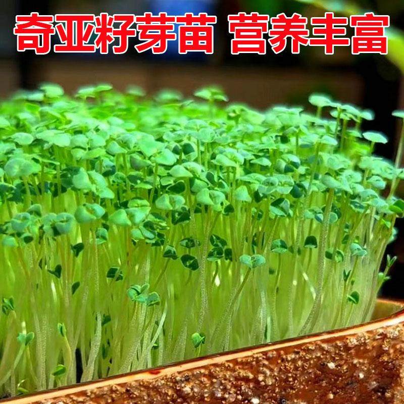 奇亚籽种籽芡欧鼠尾草种子芽苗菜奇亚奇异子水培微型蔬菜营养,鲜花速递/花卉仿真/绿植园艺,家庭园艺种子,淘宝优惠券,粉丝福利购,淘宝优惠卷