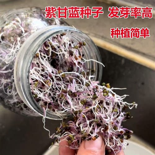 水培芽苗菜紫甘蓝种子微型蔬菜
