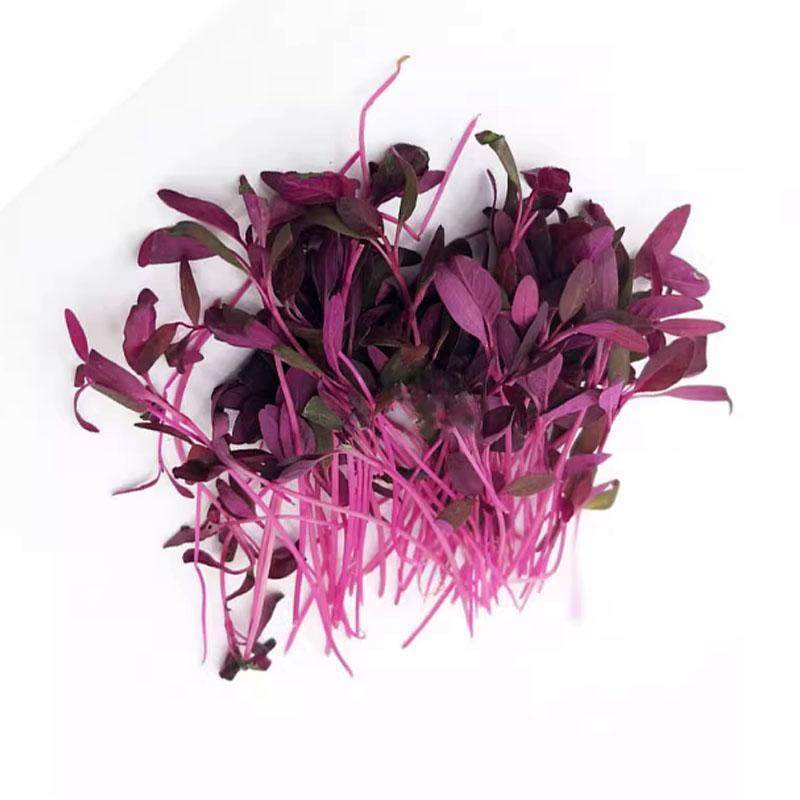 火红苗种子全安曼红石榴红苋菜种籽芽苗菜种籽珊瑚芽四季西餐摆盘