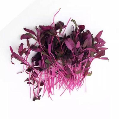 火红苗种子珊瑚芽营养微型蔬菜籽