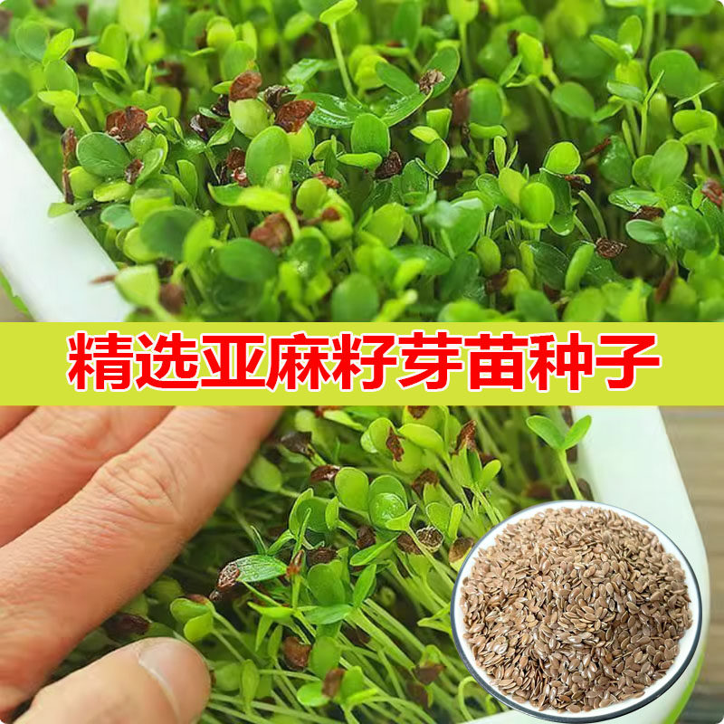 新亚麻籽芽苗种子芽苗菜非转基因亚麻籽水培微型蔬菜种子四季种植