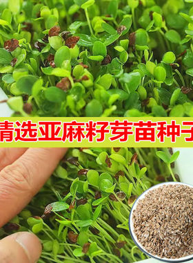 亚麻籽芽苗种子非转基因微型蔬菜