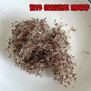 火红苗芽珊瑚芽种子四色芽可食用营养蔬菜西餐摆盘凉拌榨汁蘸酱