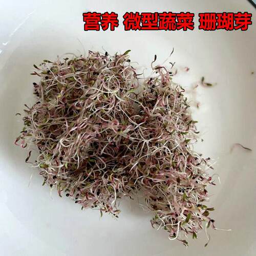 火红苗珊瑚芽种子营养蔬菜