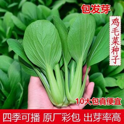10包鸡毛菜种籽小白菜青菜油菜子