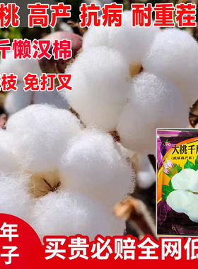 新疆棉花种子千斤懒汉棉高产籽