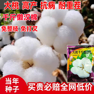 新疆棉花种子种籽大田种植农用四季高产千斤懒汉棉种子仔孑春季籽