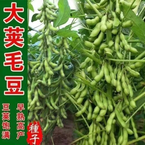 特早王春夏高产毛豆种子鲜食香甜