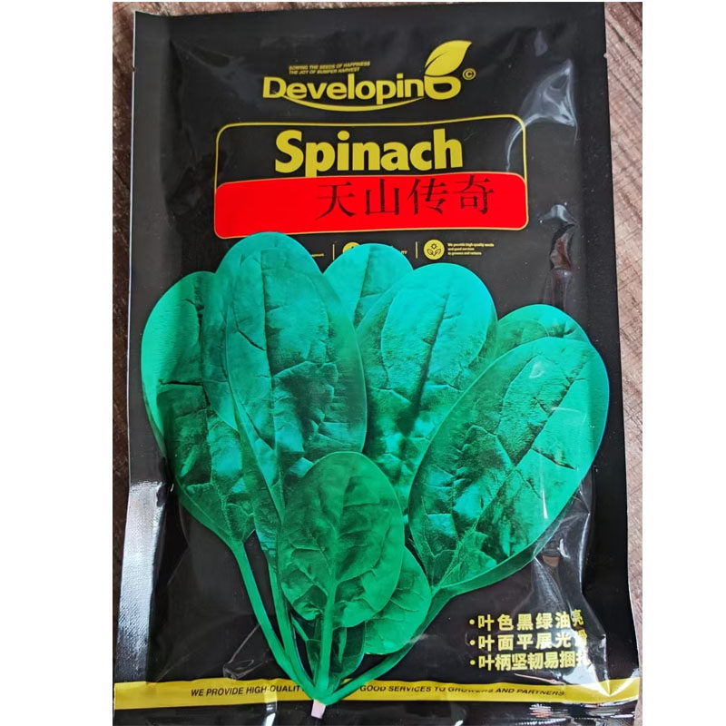 高产菠菜种子天山传奇耐热耐寒