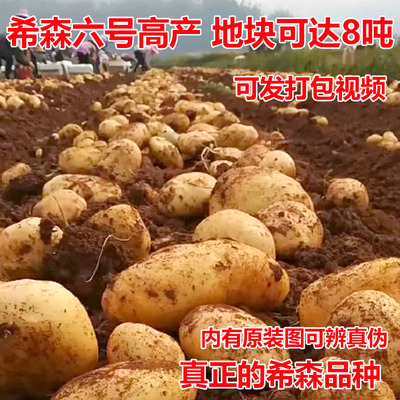 土豆种子早熟高产希森六号马铃薯