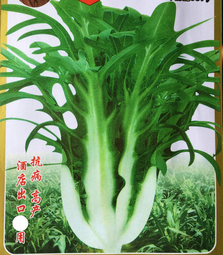 耐热耐寒蔬菜种子甜唛菜种籽