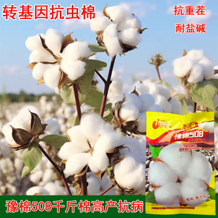 豫棉508棉花种子 懒汉千斤棉结铃性强抗虫抗病棉花籽高产大田用种