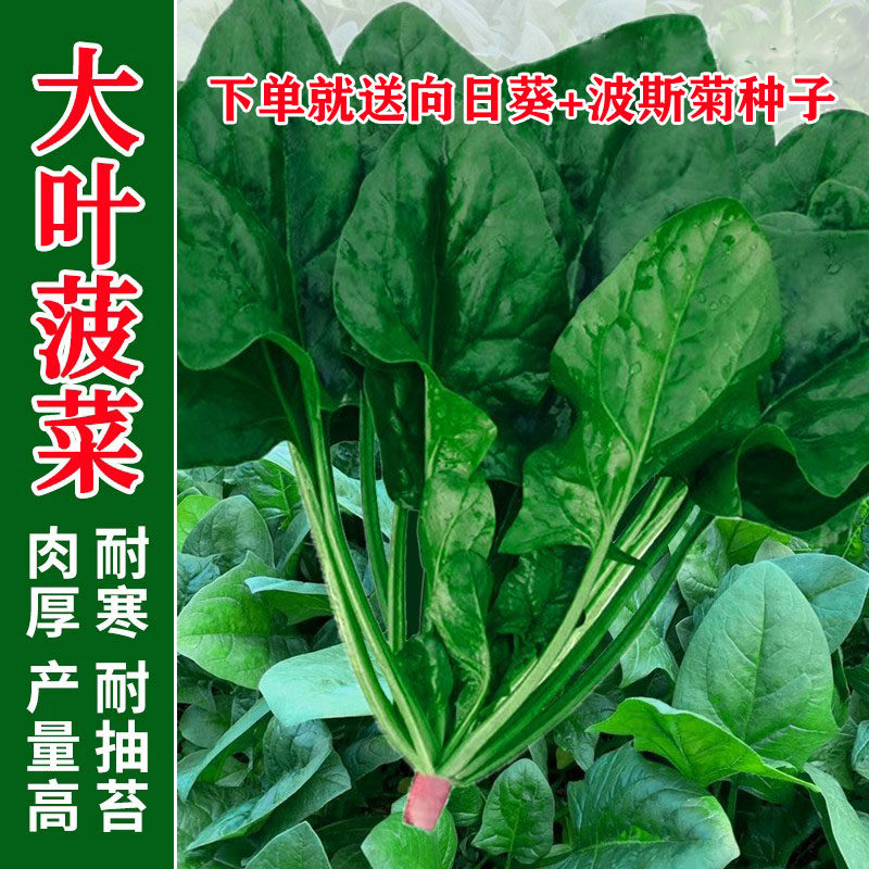 大叶菠菜种子四季蔬菜秋冬籽种阳台种籽抗热菜种盆栽波菜孑菜籽子