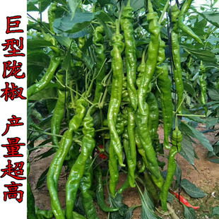 特大陇椒八号巨型螺丝椒辣椒种子早熟薄皮春秋播大田四季播蔬菜籽