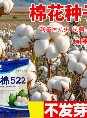 优质棉花种子鲁棉522 大田高产棉花种籽四季春季籽种抗病抗虫省工