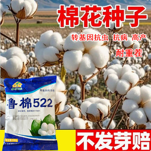 优质棉花种子鲁棉522 大田高产棉花种籽四季春季籽种抗病抗虫省工