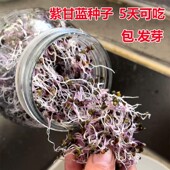 水培芽苗菜紫甘蓝种子花青素高微型蔬菜生吃素食紫甘蓝芽苗菜种籽
