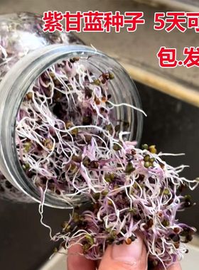 水培芽苗菜紫甘蓝种子微型蔬菜