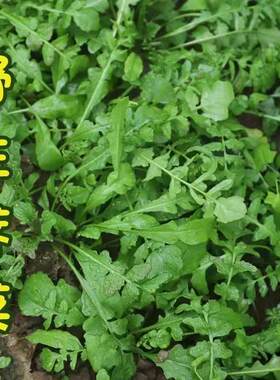 纯野生荠菜种子庭院四季播蔬菜籽