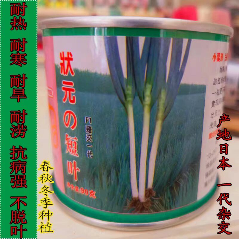 日本进口高产状元短叶大葱种子
