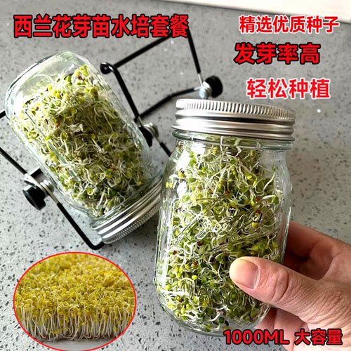 梅森瓶四季西兰花芽苗种子精力汤
