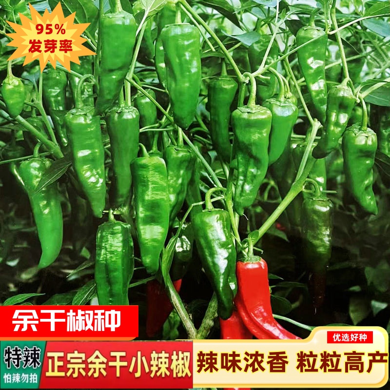 正宗余干椒四季特辣土辣椒美味