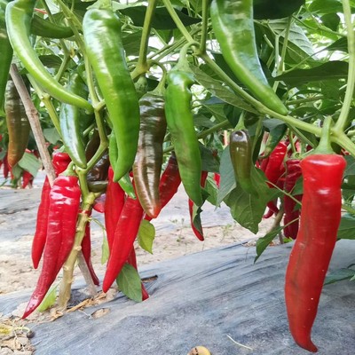 辣妹子春夏秋蔬菜种子超辣高产籽