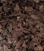 腐熟腐质橡树叶腐叶土松针君子兰花多肉花卉植物专用通用疏松透气