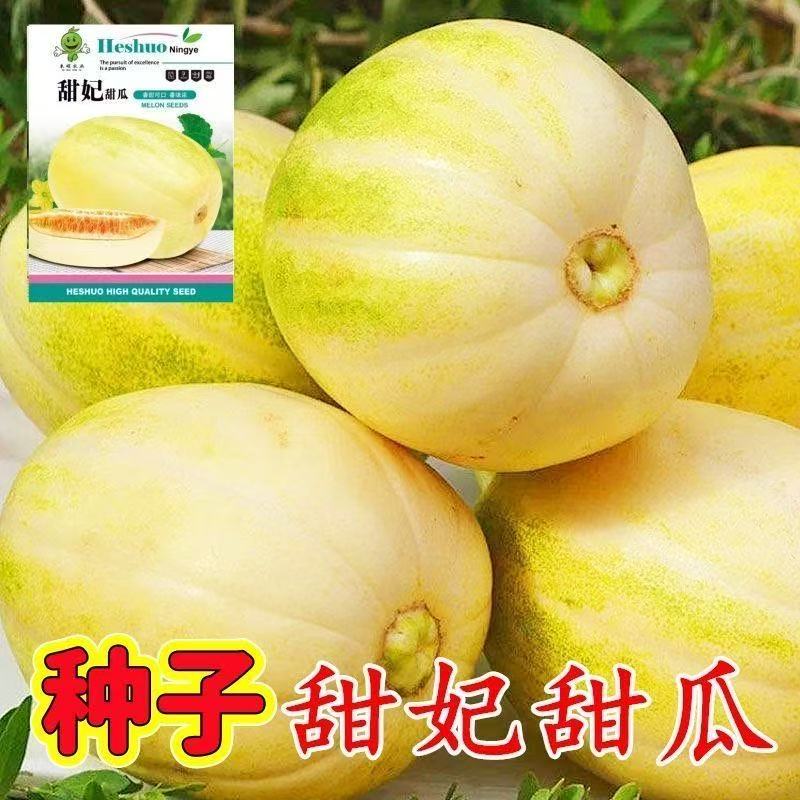 甜妃甜瓜种子东北金妃香瓜籽