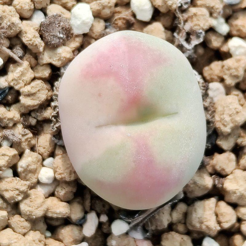 多肉植物基地直播间专用链接2