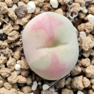 多肉植物基地直播间专用链接2