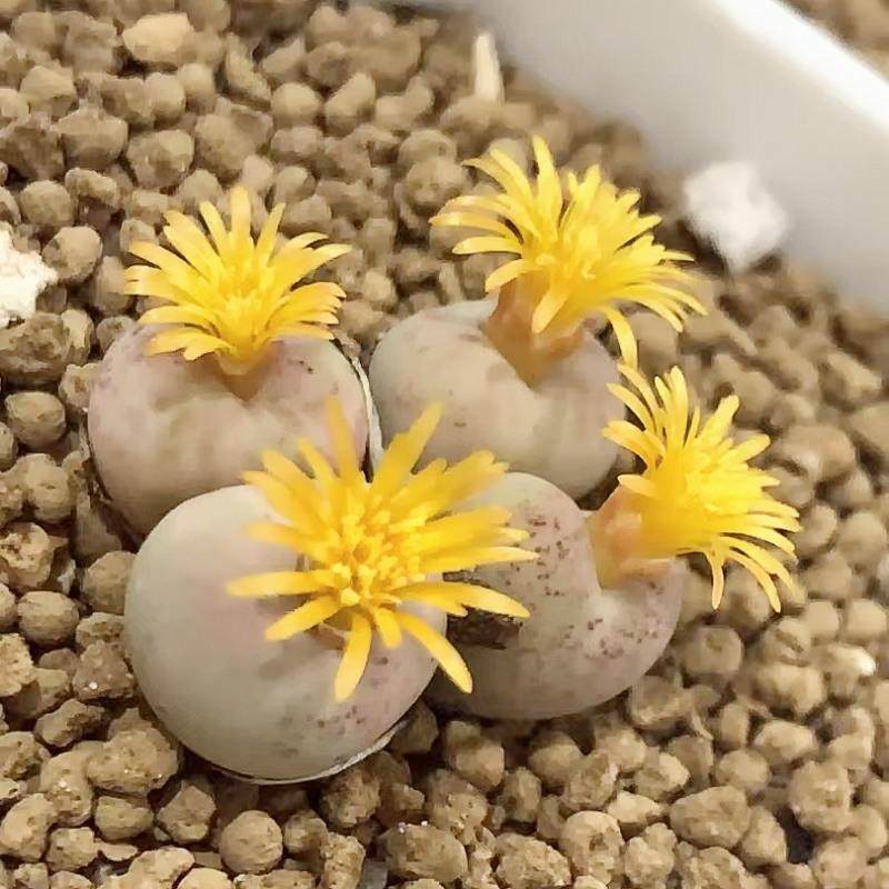 多肉植物基地直播间专用价格链接2,鲜花速递/花卉仿真/绿植园艺,多肉植物,淘宝优惠券,粉丝福利购,淘宝优惠卷