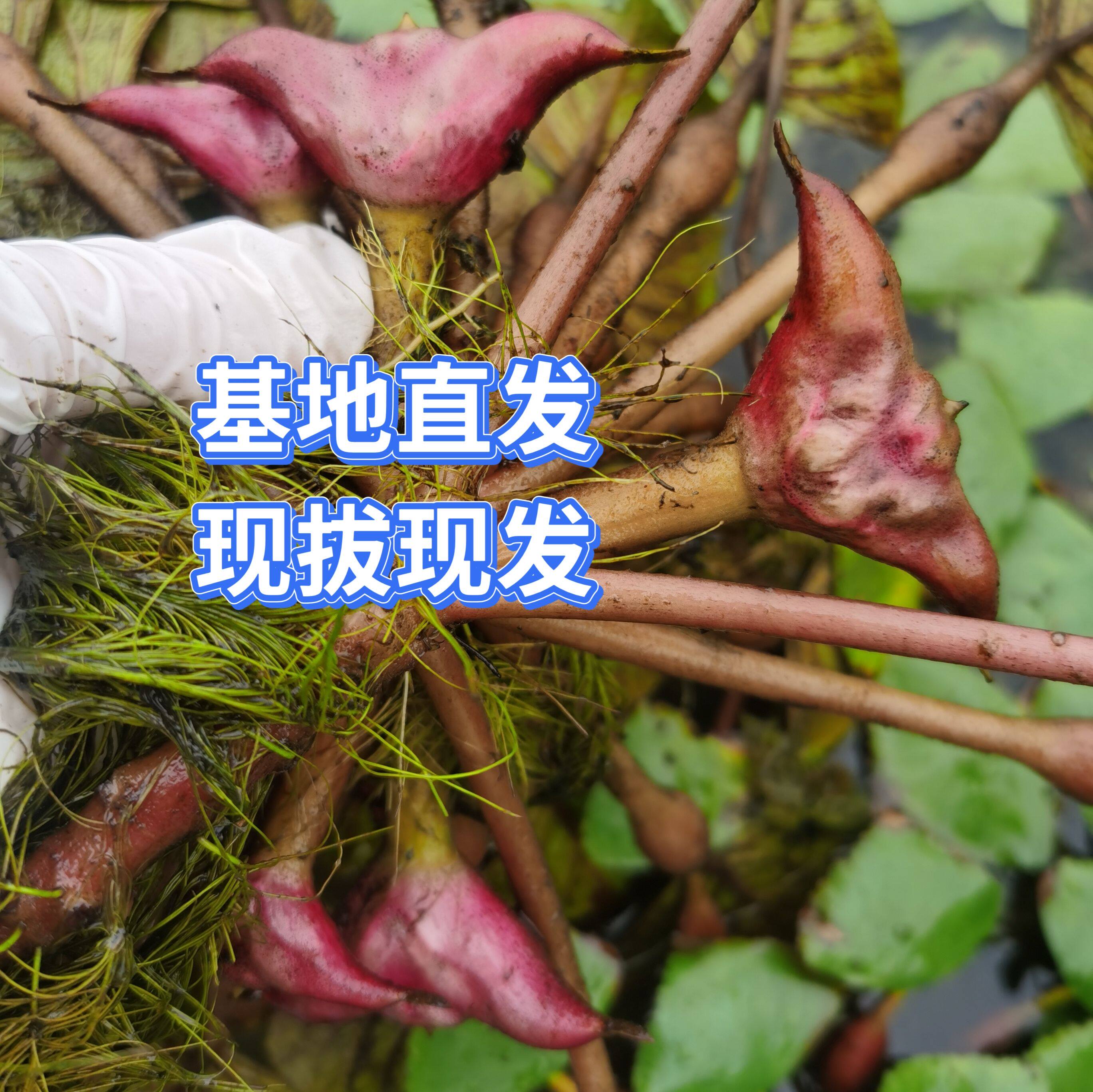 菱角幼苗 红菱角种苗 菱角种植 大面积水生植物