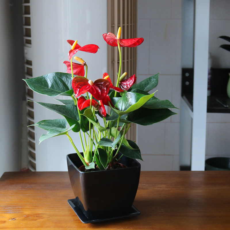 带花红掌好养活花苞多品相好