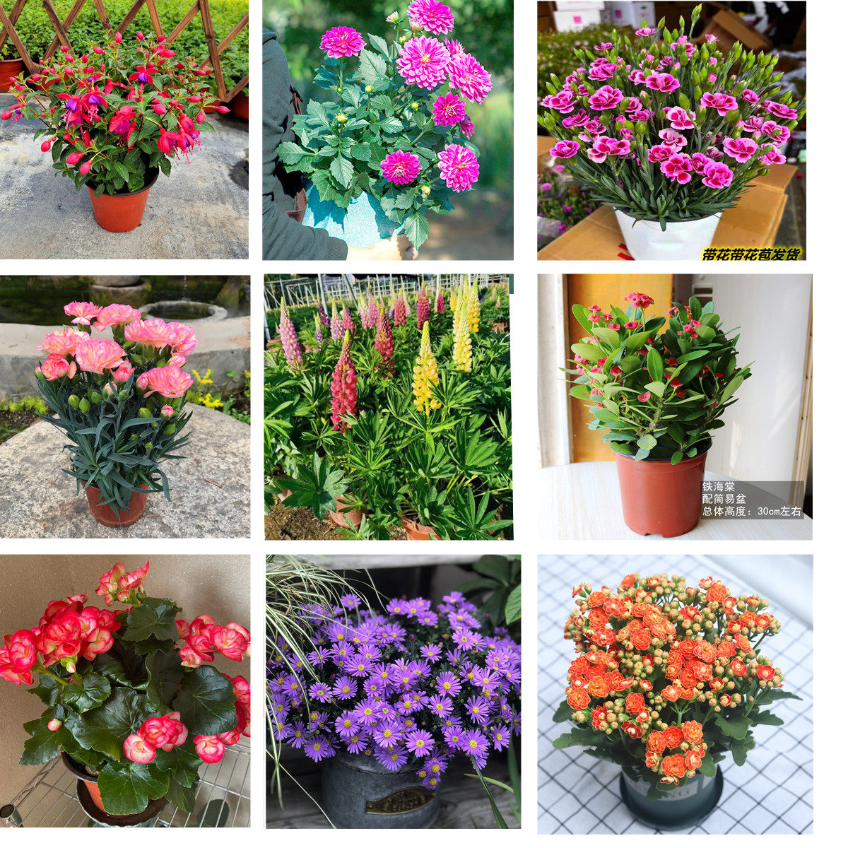 时令草本花卉开花盆栽石竹康乃馨海棠小菊花阳台教室布置盆栽